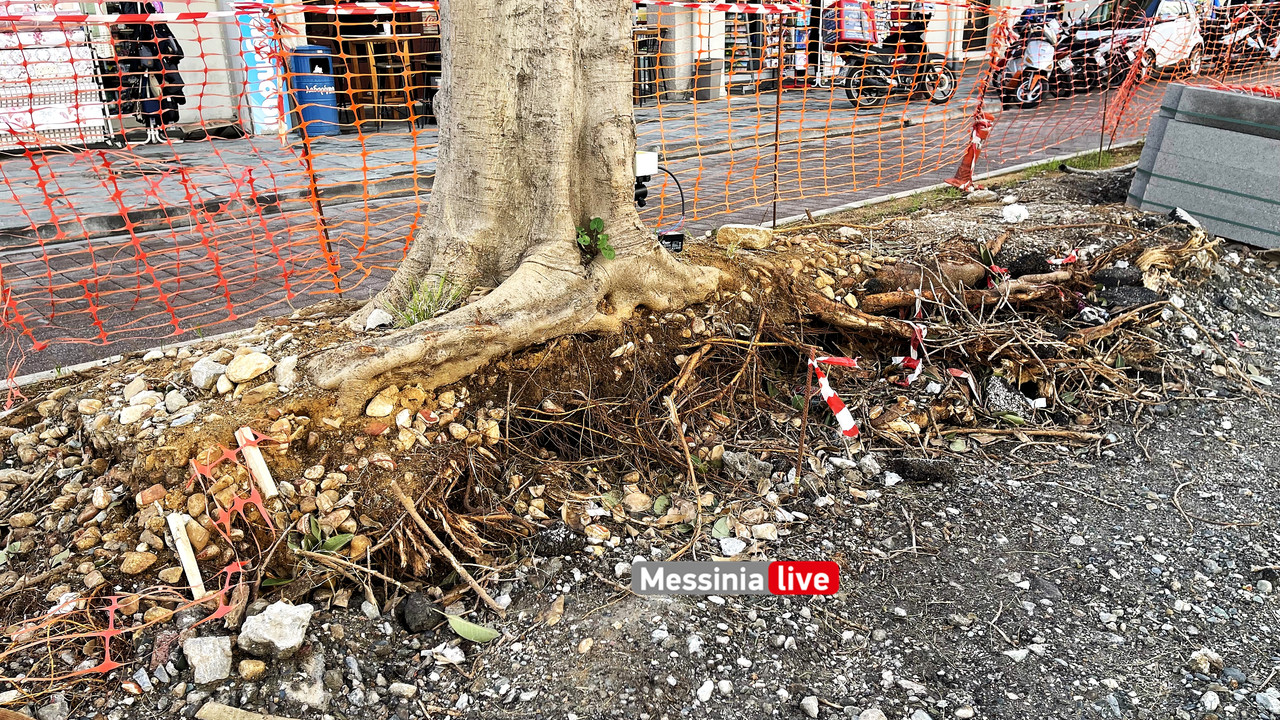 δεντρα 23IMG_8988