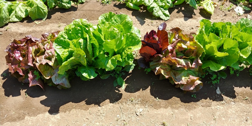 [Image: Lettuce-6-2-2020-1.jpg]