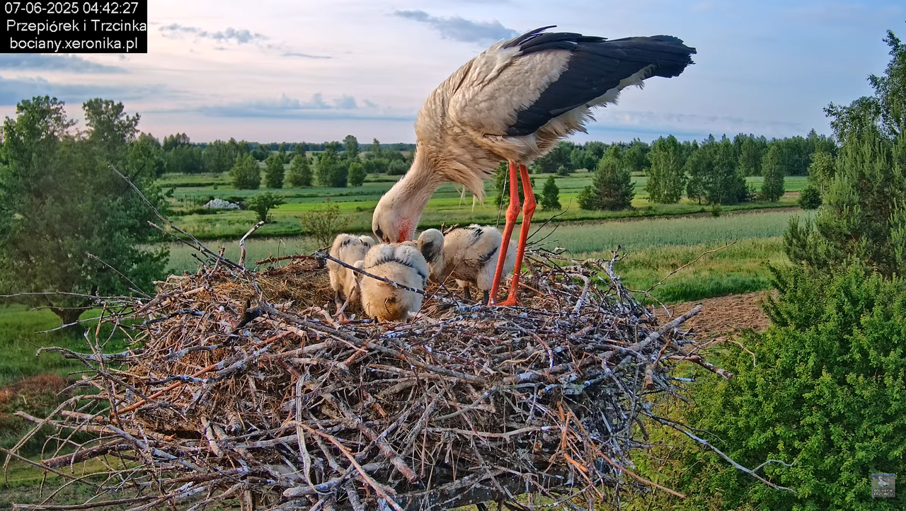 07062025bociany6