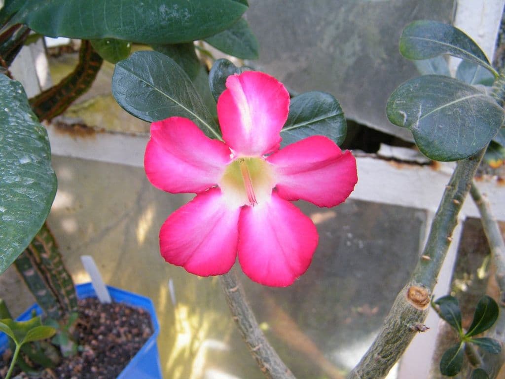 result-of-saving-desert-rose-root-rot.jpg