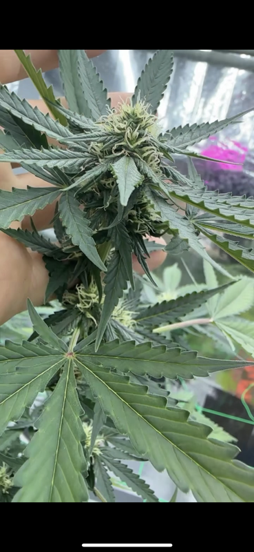 8C3AE77E-5440-4AB9-934F-74F9B34502B7