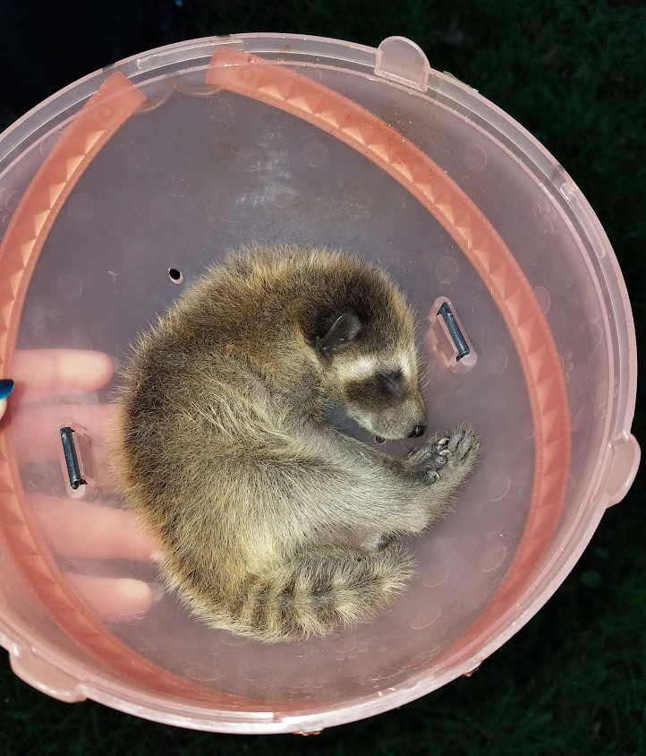 baby raccoon in pink toy bowl