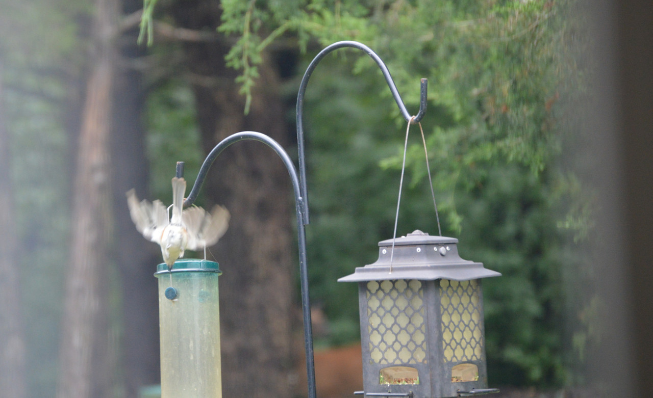 2021-7-1 Tufted Titmouse (1)