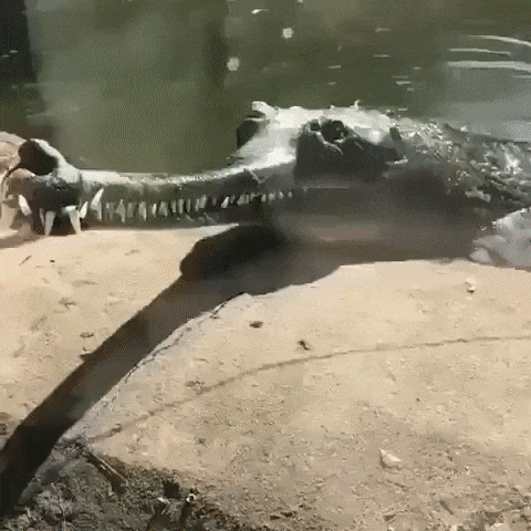 https://i.postimg.cc/pT0gZSvF/ezgif-4-95c2a3a9bc16.gif