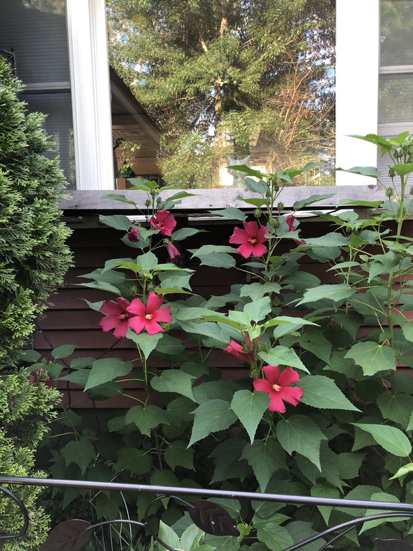 3E4332C2-CCC0-4270-AAE5-ED87ADE305C7