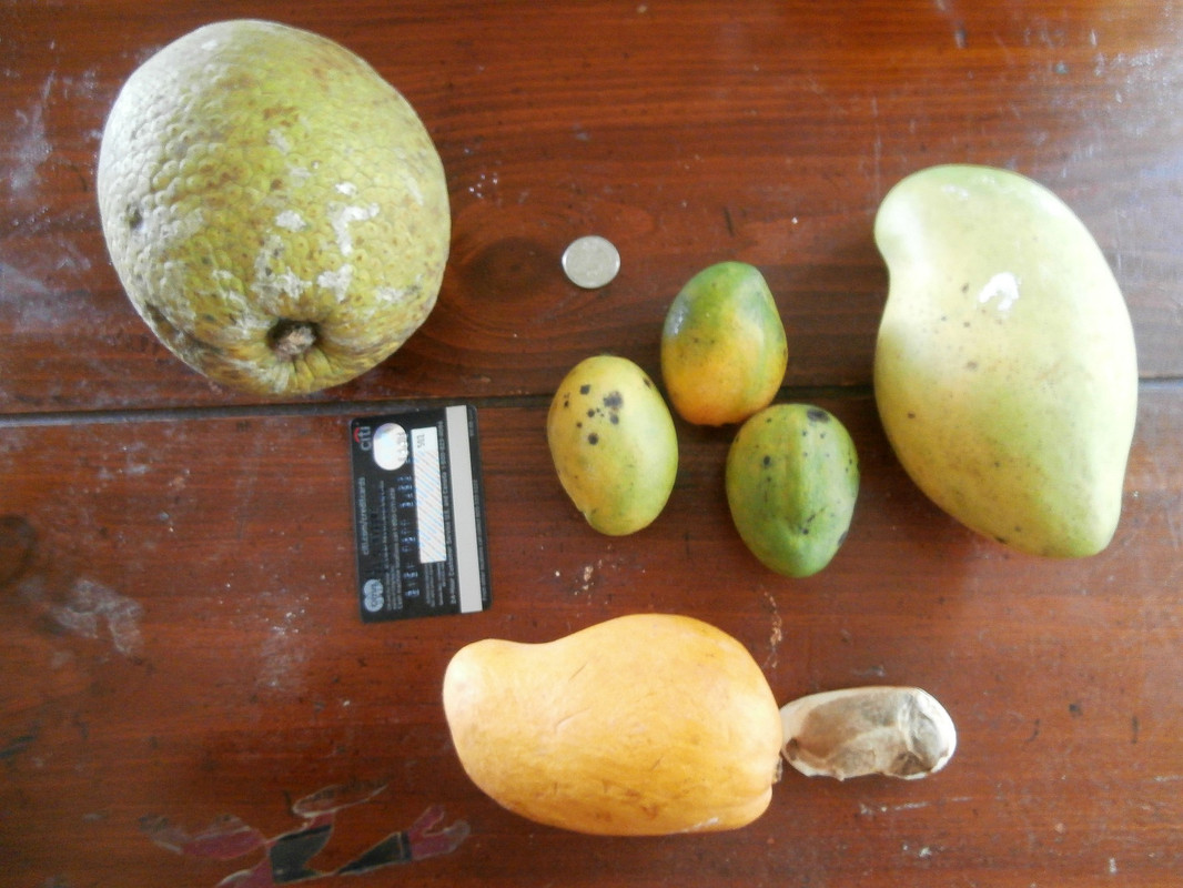 mango....