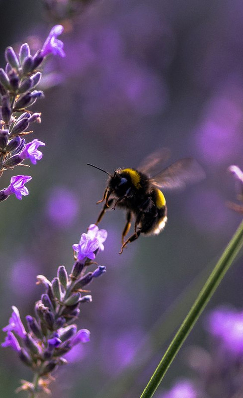 purplebee.jpg