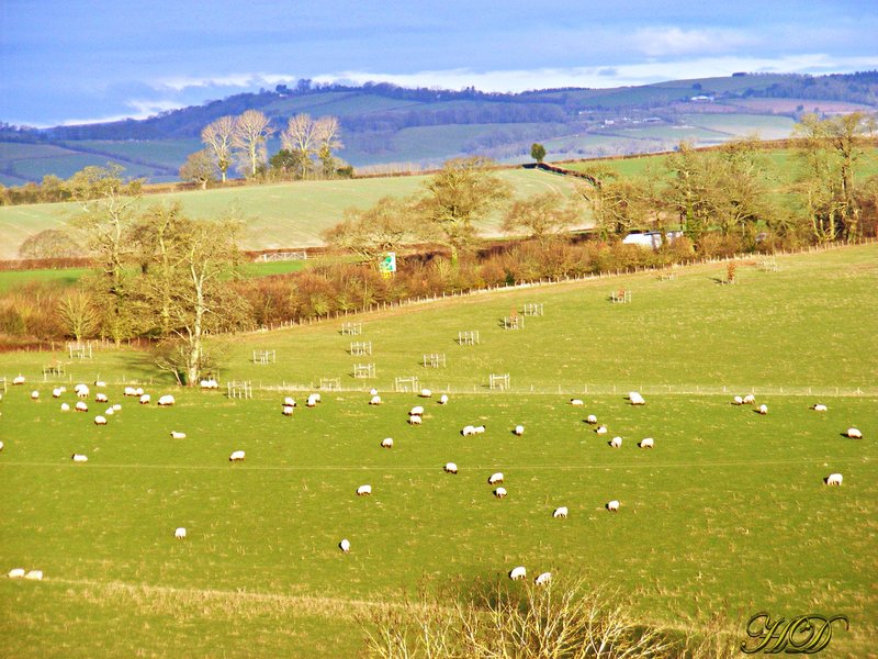 sheep-field-HD.jpg