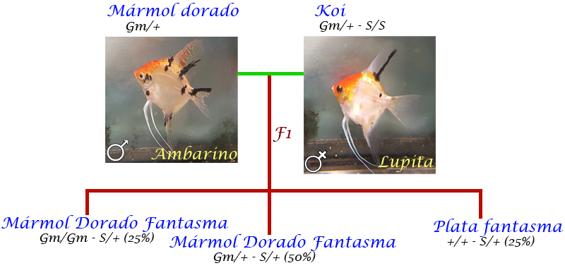 Ambarino-Lupita.jpg