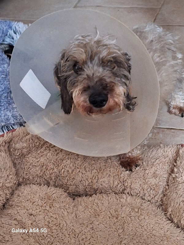 [Image: 20240705-203813.jpg]