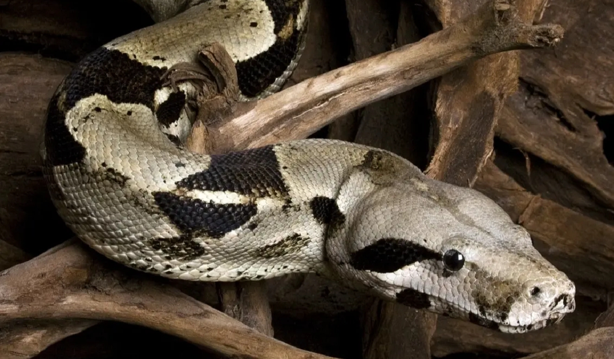 Entrenador de serpientes muere después de ser estrangulado por una boa