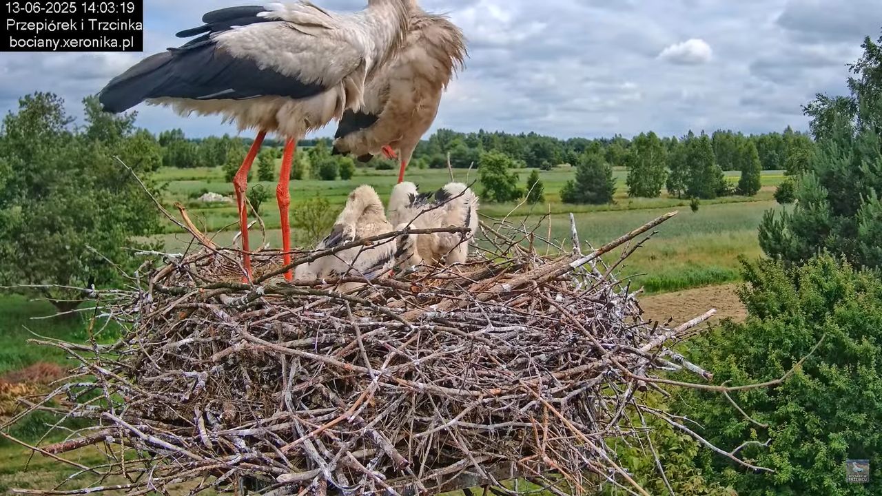 13062025bociany33