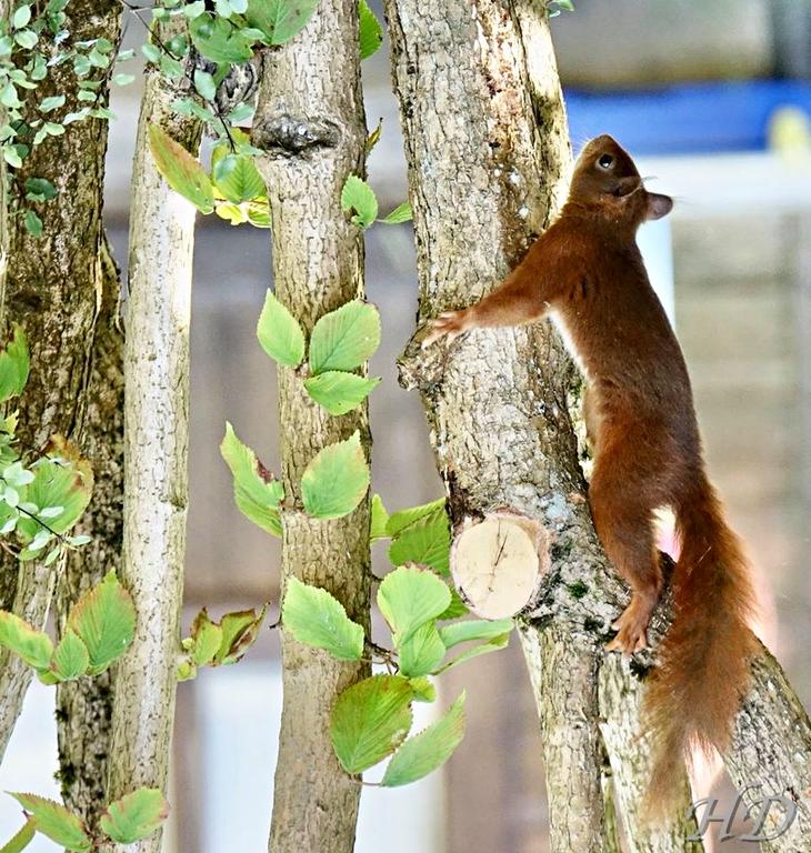 red-squirrel-HD.jpg