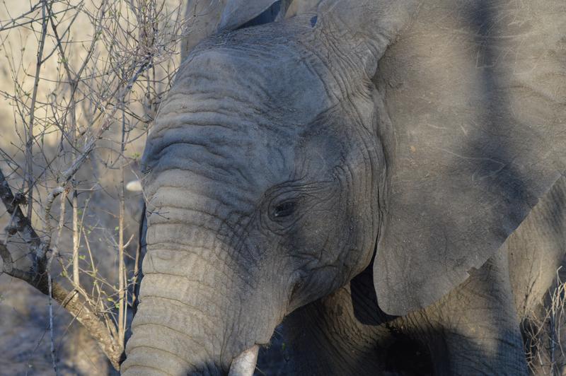 DÍA 11:  KRUGER (Lower Sabie)- SABI SAND (Elephant Plains Game Lodge) - Sudáfrica y Seychelles 2018 -  Una Honeymoon llena de vida (18)