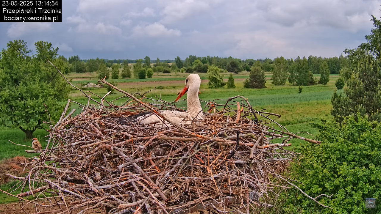 23052025bociany19