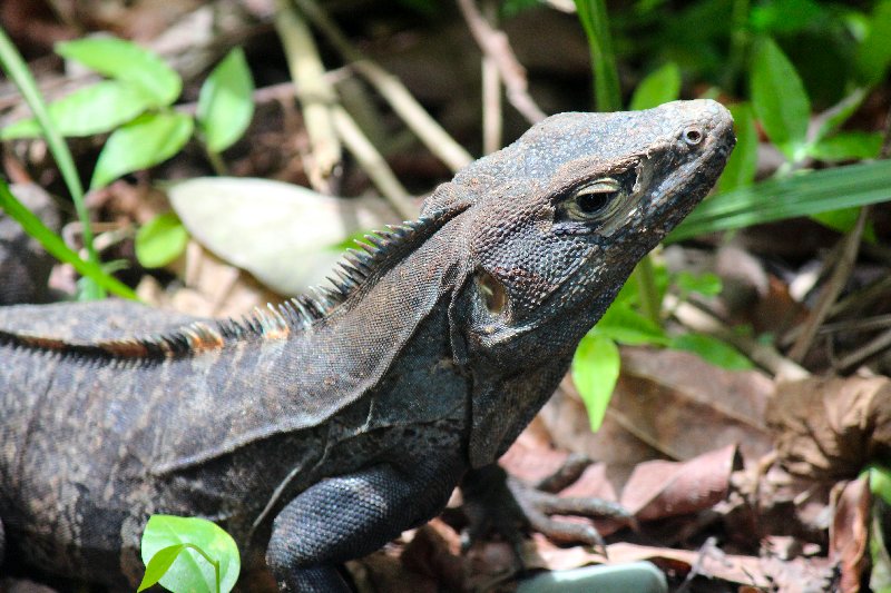 DE TORTUGAS Y PEREZOSOS. COSTA RICA 2019 - Blogs de Costa Rica - DIA 14: PARQUE DE MANUEL ANTONIO (13)