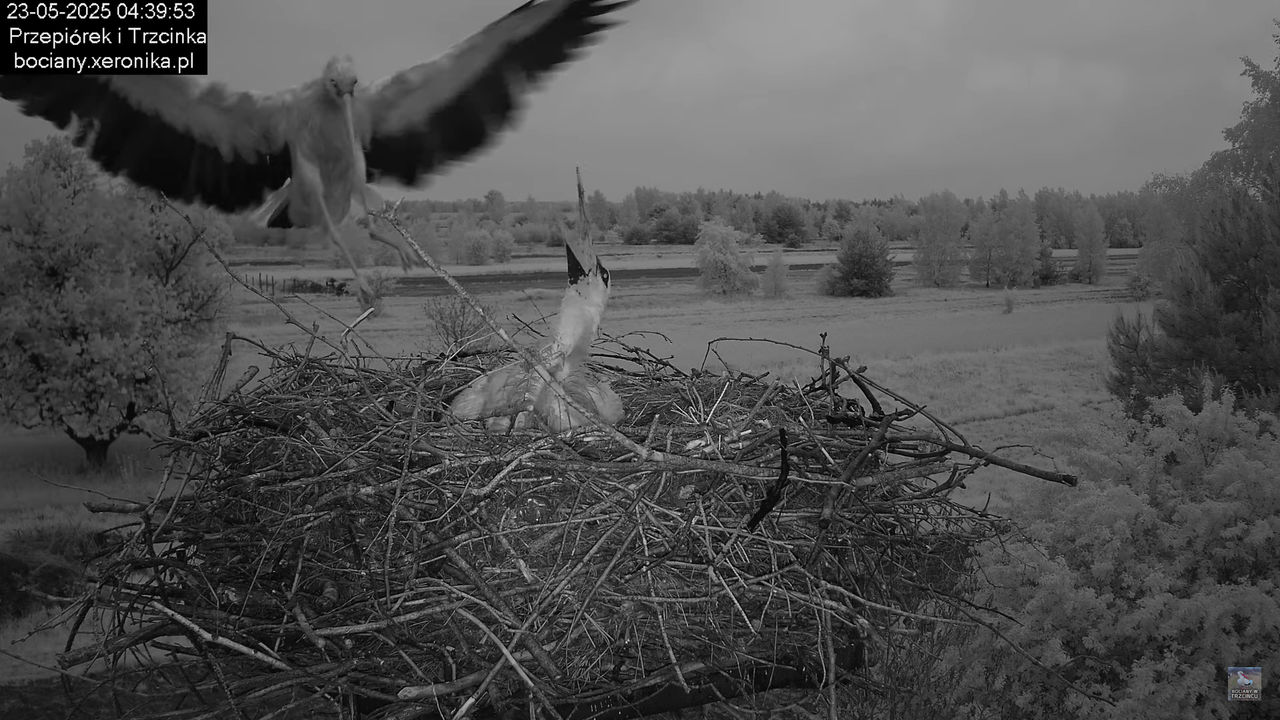 23052025bociany1