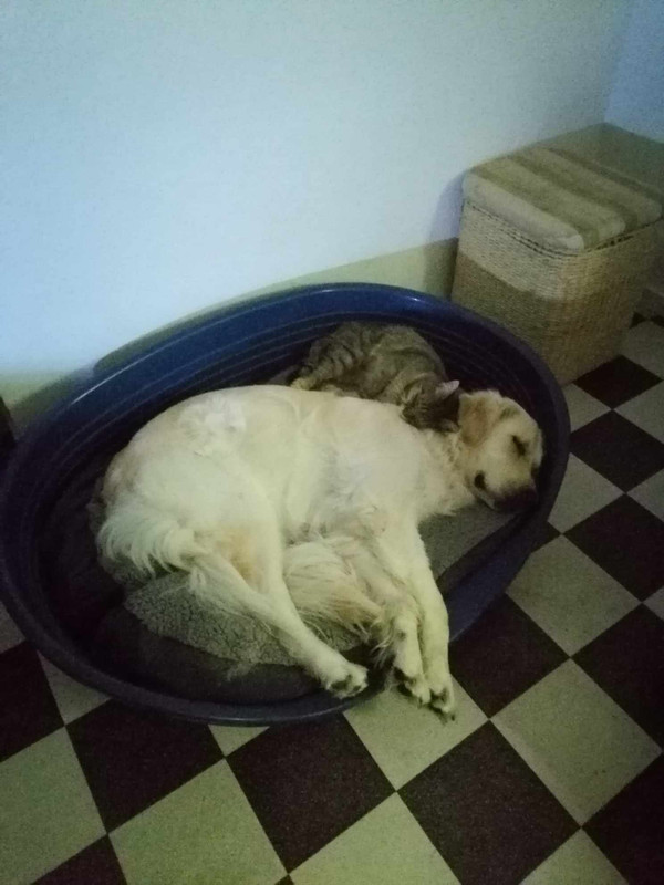 Messenger_creation_5E6B20FF-5847-469D-A95B-7F2731E18353