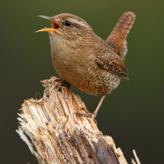 het-kleinste-vogeltje-in-de-tuin-1611743611.jpg