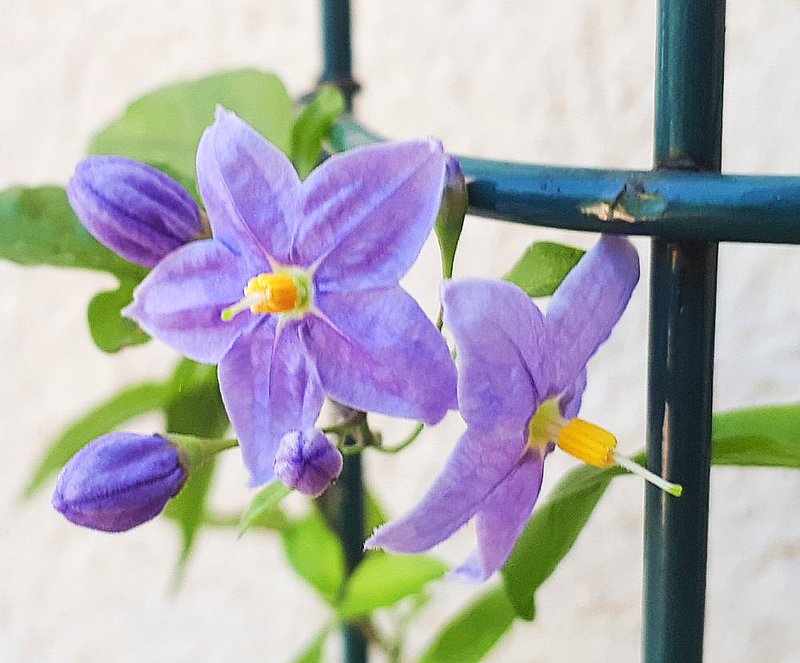 Petit solanum jasminoïdes deviendra grand... j'espère ! Solanum-jasmino-des-Louisette005