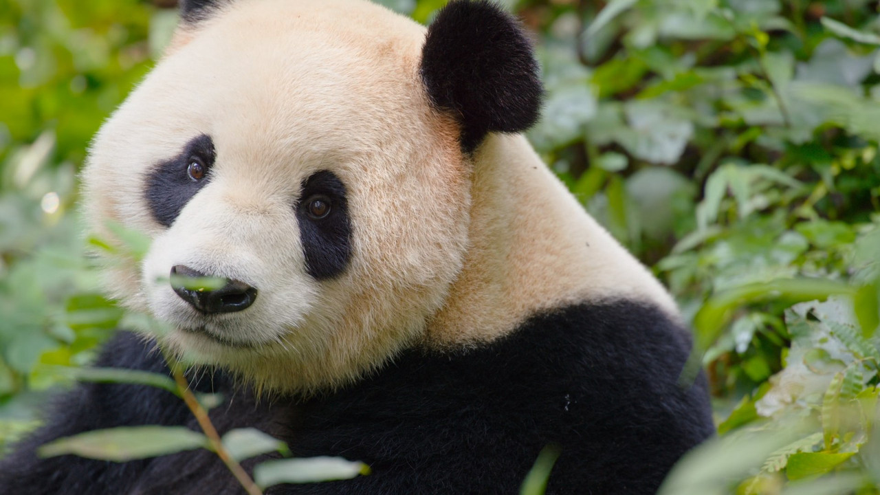 Born in China (2016) (1080p BluRay x265 Silence)-8