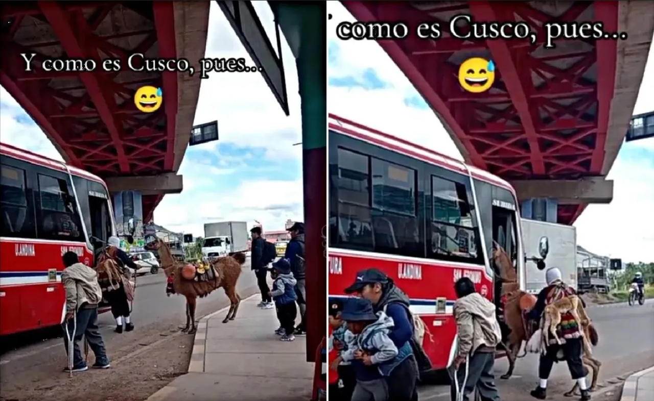 Mujeres suben a una llama a un autobús en Cusco y el video se hace viral
