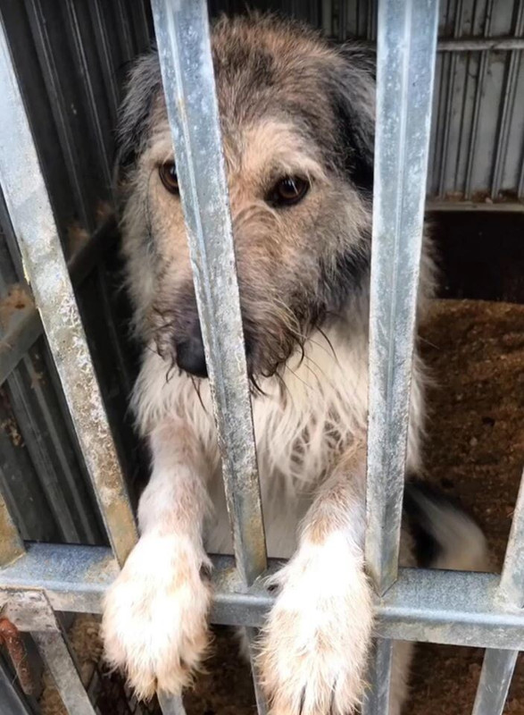 собака в клетке