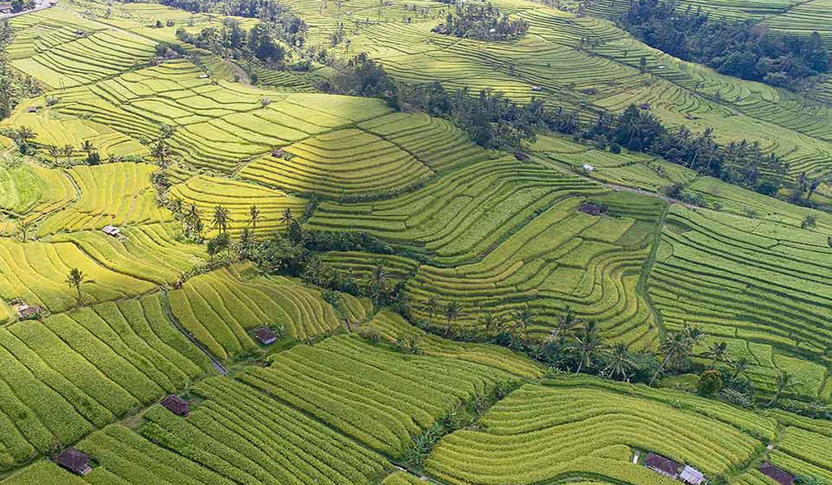 Keindahan Alam Jatiluwih Rice Terrace, Surga Hijau di Bali Barat!