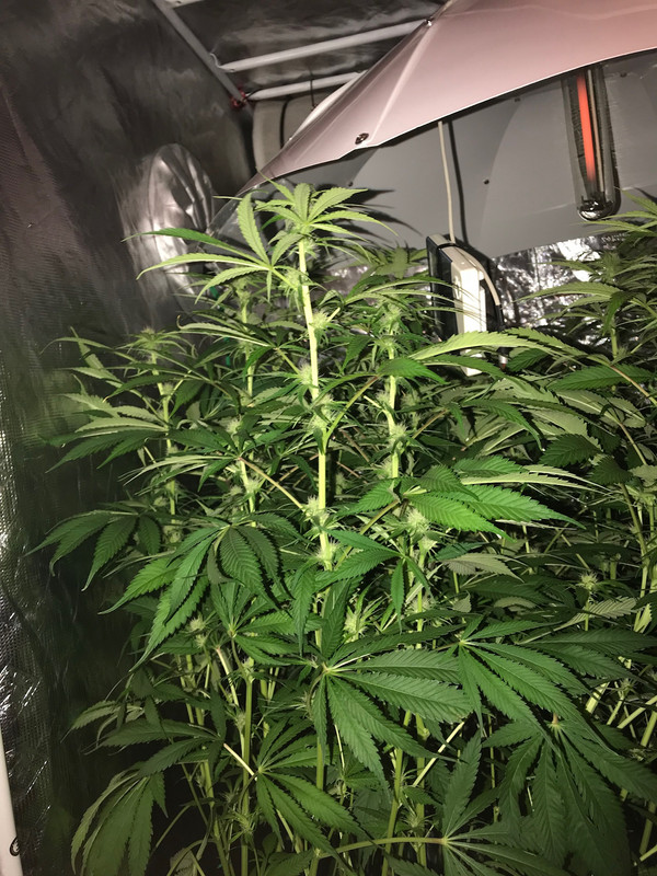 35BCA5AC-90B2-4ECA-ACF7-06FA7CD9397D