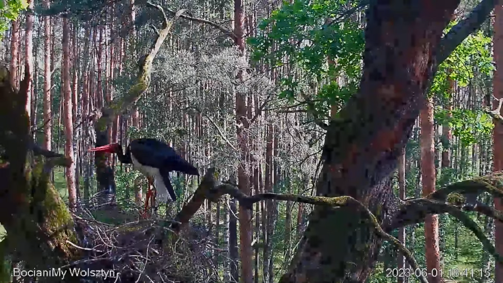 Zrzut ekranu (16513)