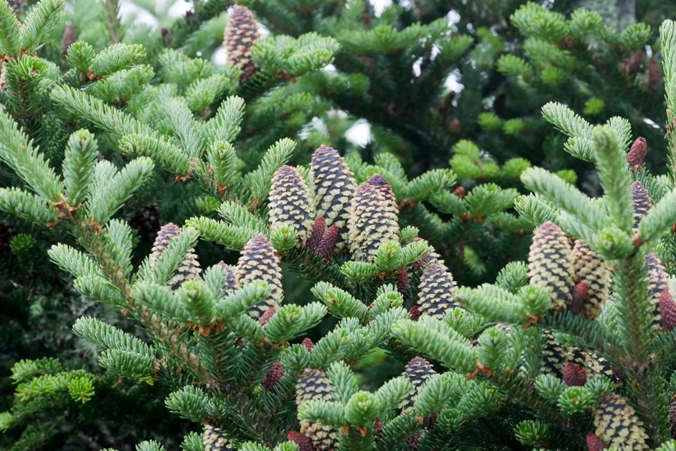 Семенное размножение пихты Фрайзер