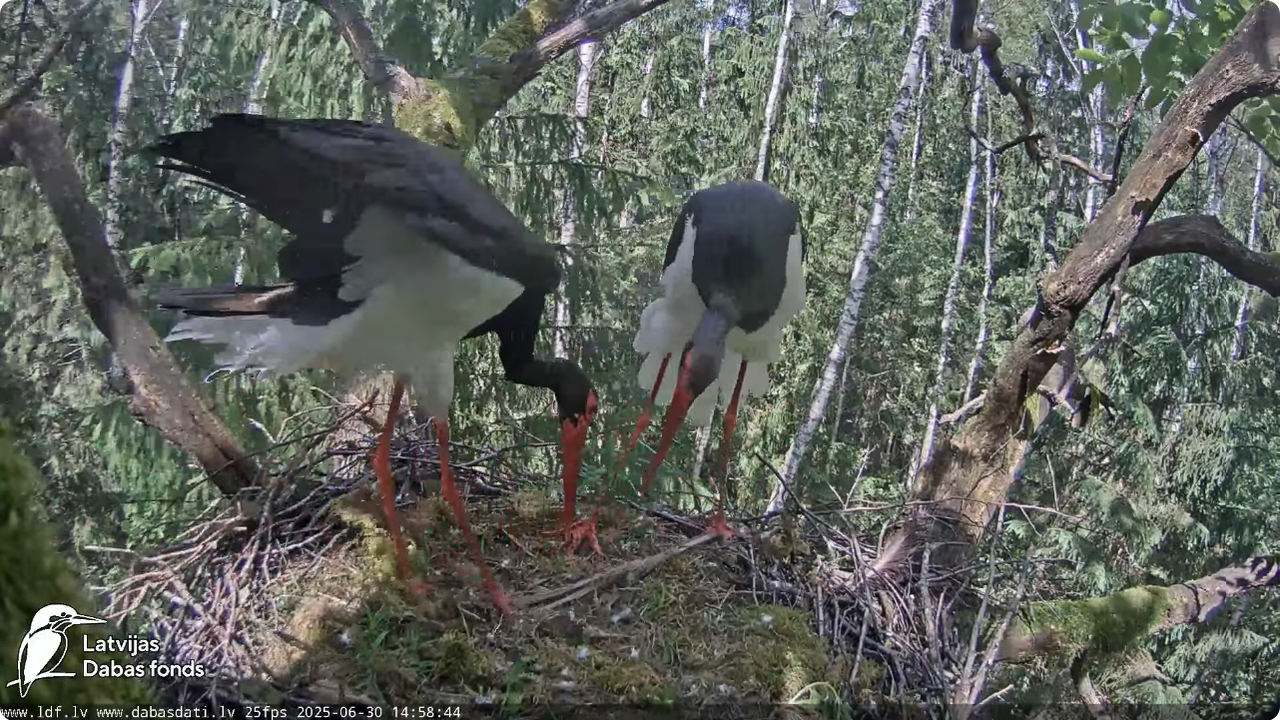 Screenshot 2025-06-30 at 20-23-55 Melnais stārķis (Ciconia nigra) Ogres novadā - LDF tiešraide - You