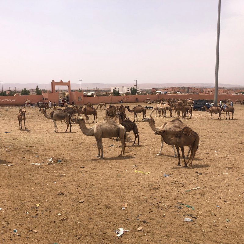 Gulimime y el oasis de Tighmert - Sur de Marruecos: oasis, touaregs y herencia española (1)