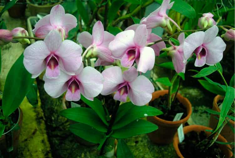 Каскадная орхидея уход и выращивание