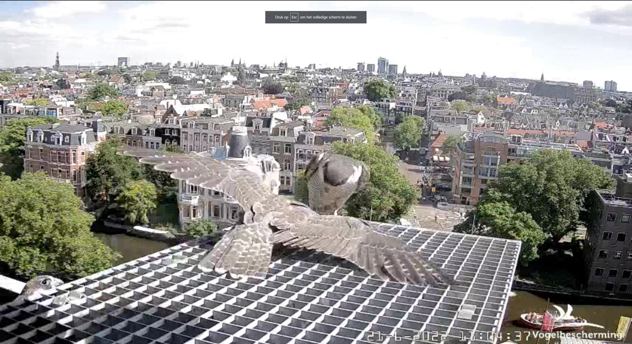 Amsterdam/Rijksmuseum screenshots © Beleef de Lente/Vogelbescherming Nederland - Pagina 30 Video-2022-06-21-110650-Moment