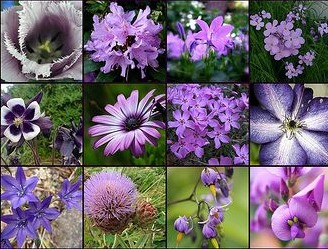 Пурпурные цветы в саду виды и уход за ними