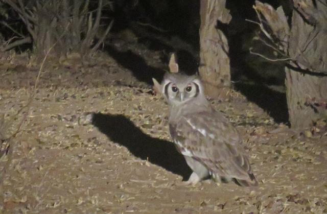 Aves do Botswana - Agosto 2019 Verreauxs-Eagle-Owl