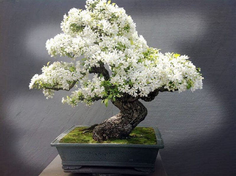 1620394595-72-p-tsvetok-bonsai-foto-72