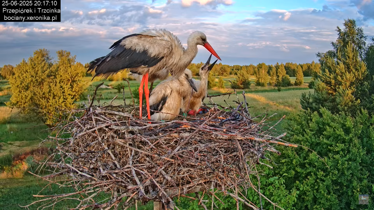 25062025bociany46