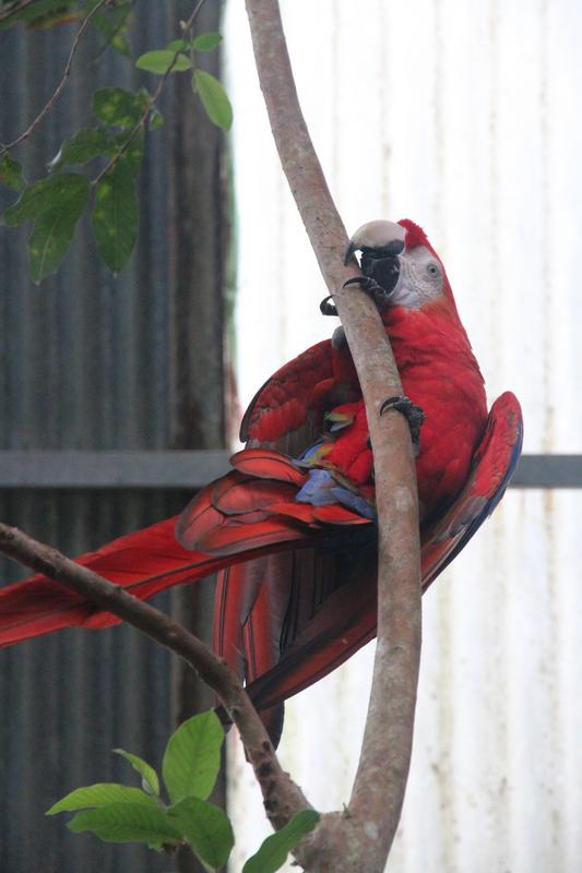 DE TORTUGAS Y PEREZOSOS. COSTA RICA 2019 - Blogs de Costa Rica - DIA 11: TIROLINAS EN MONTEVERDE Y TOUR NOCTURNO POR LA SELVA (36)
