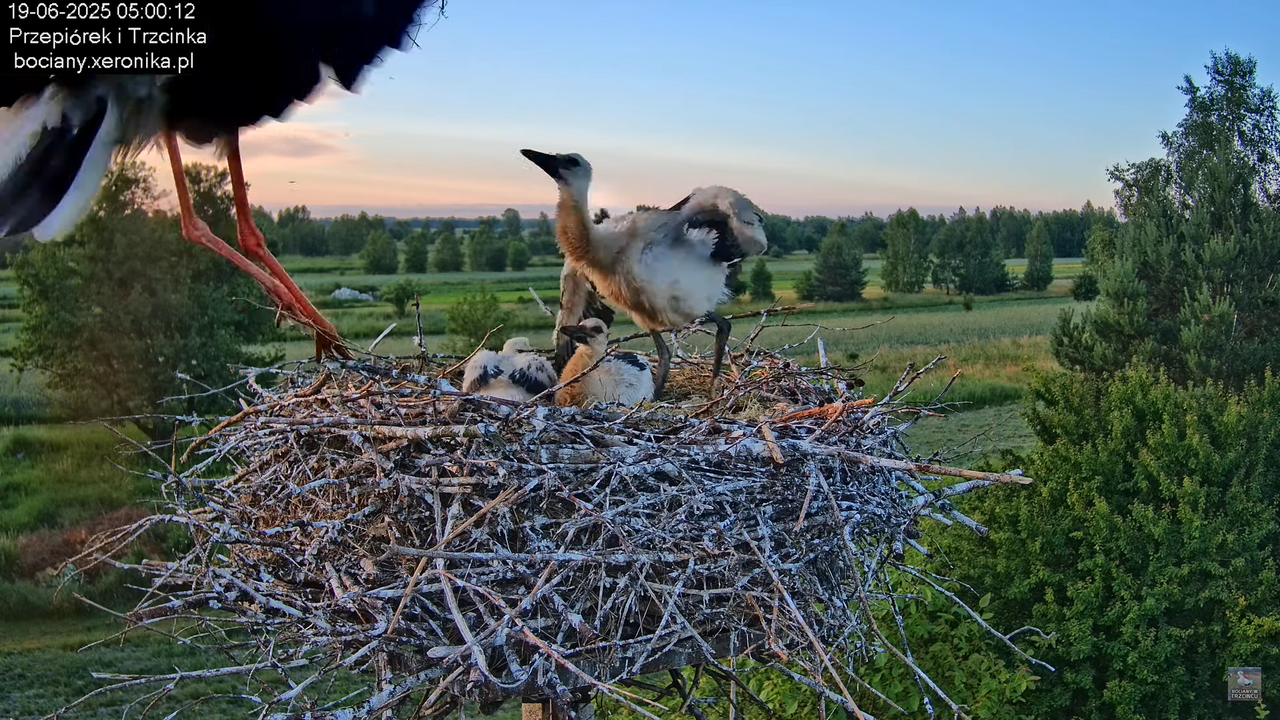 19062025bociany8