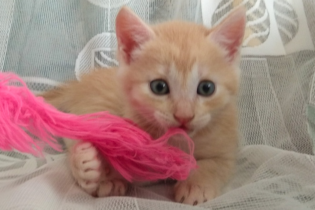 ?ыжикБелый1_8-1