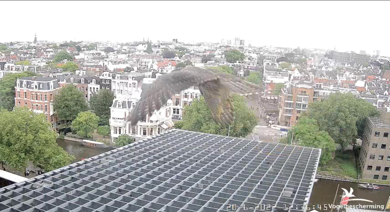 Amsterdam/Rijksmuseum screenshots © Beleef de Lente/Vogelbescherming Nederland - Pagina 30 Video-2022-06-20-123800-Moment-5
