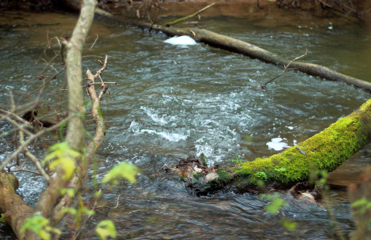 IMG_6650 (2588 x 1674)