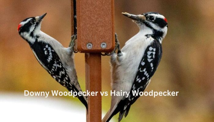 Downy Woodpecker vs Hairy Woodpecker