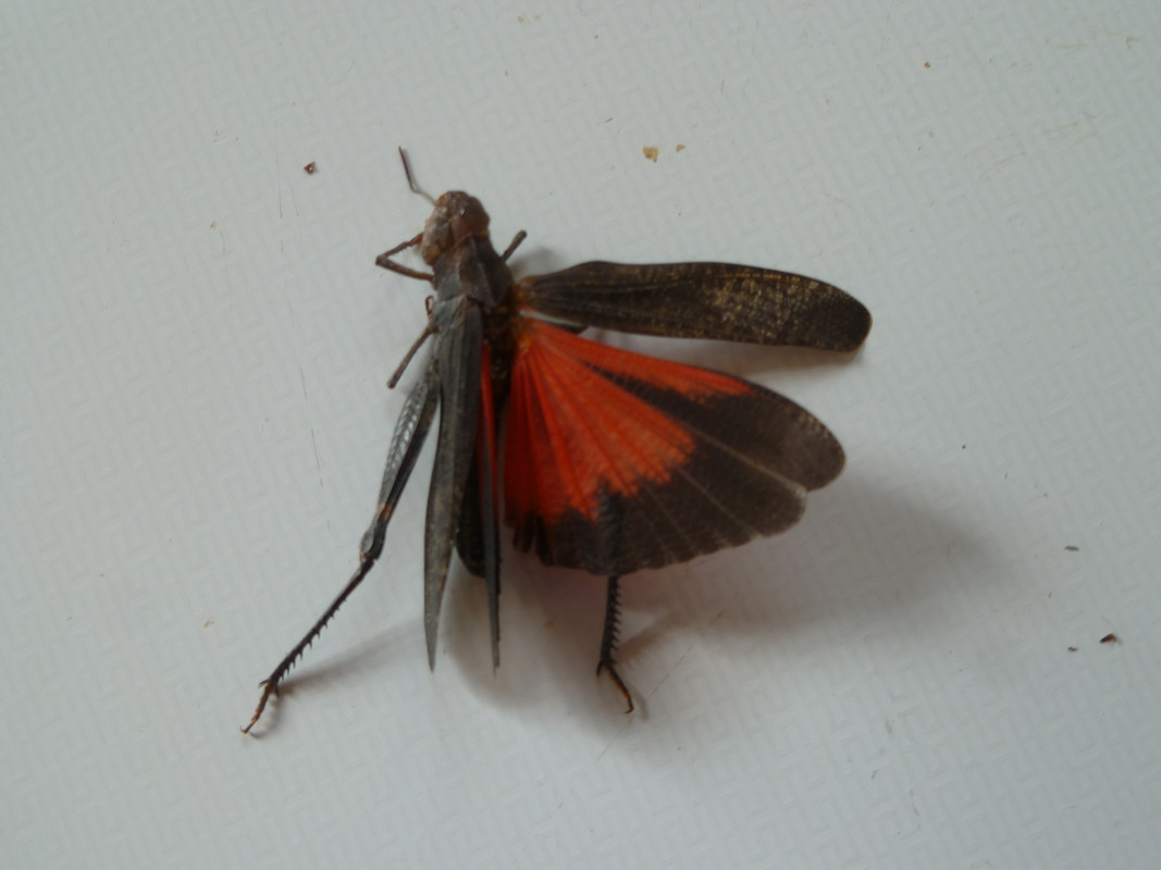 red wing grasshopper