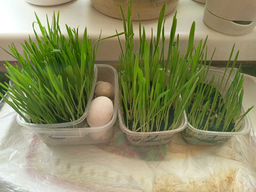 16835034755008762453000493396909