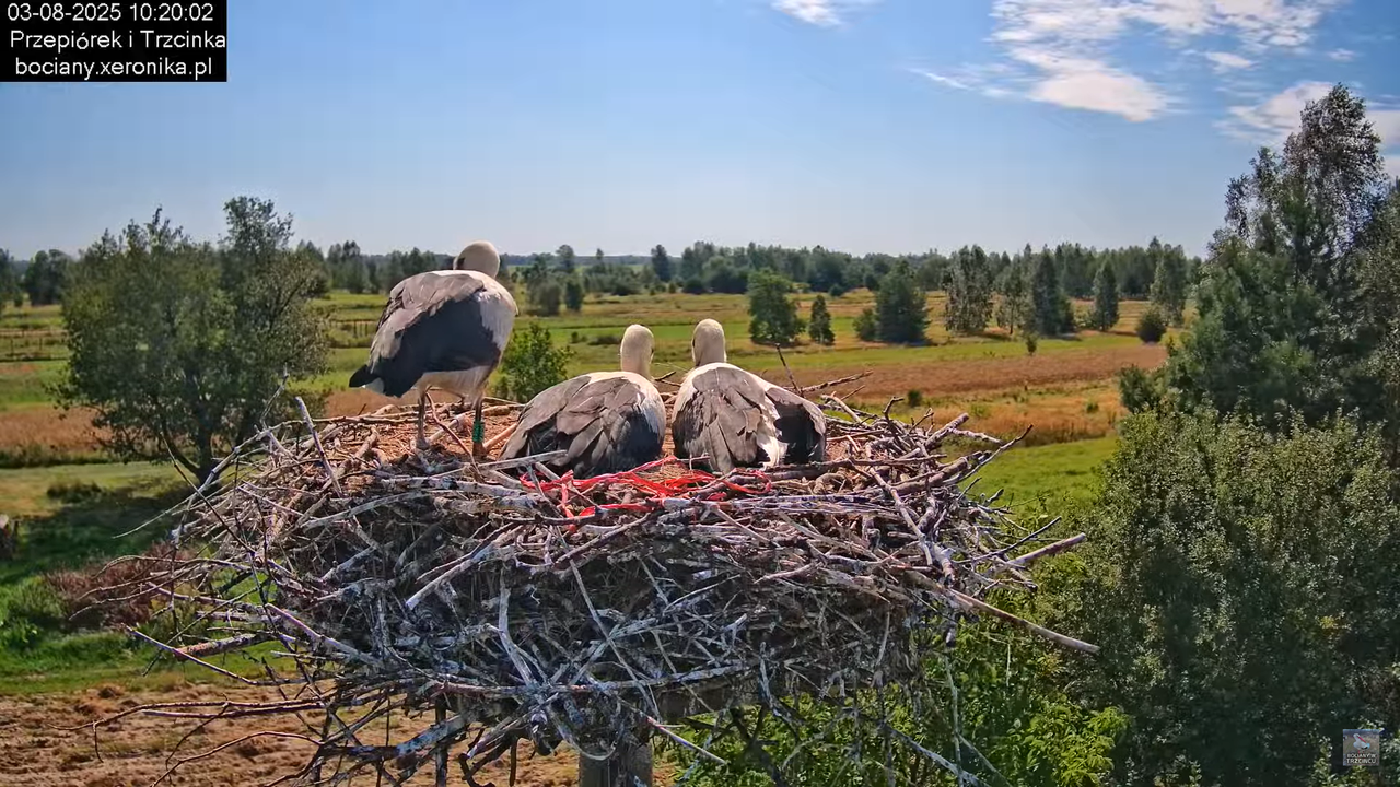03082025bociany23