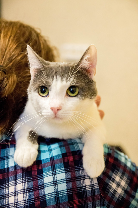 бело-серая-1-9