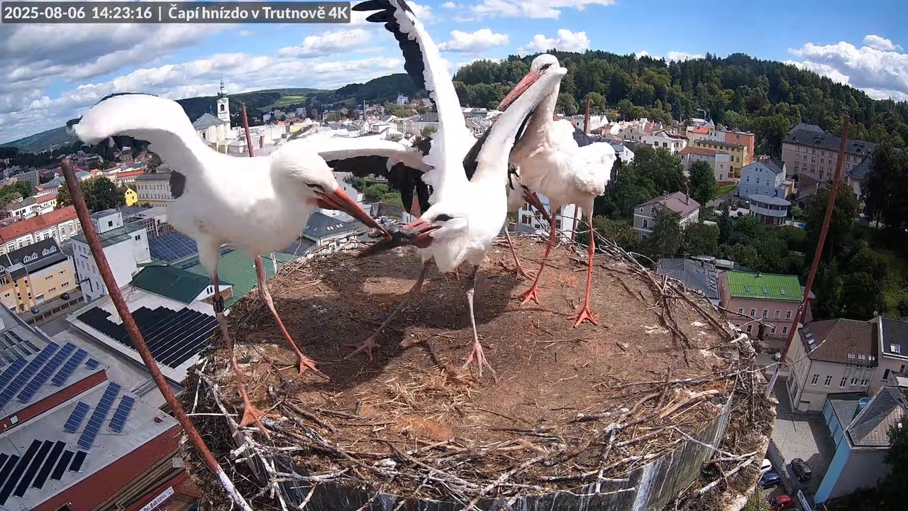 Tiešraide no stārķa ligzdas uz alus darītavas skursteņa Trutnovā 13-12-51 screenshot